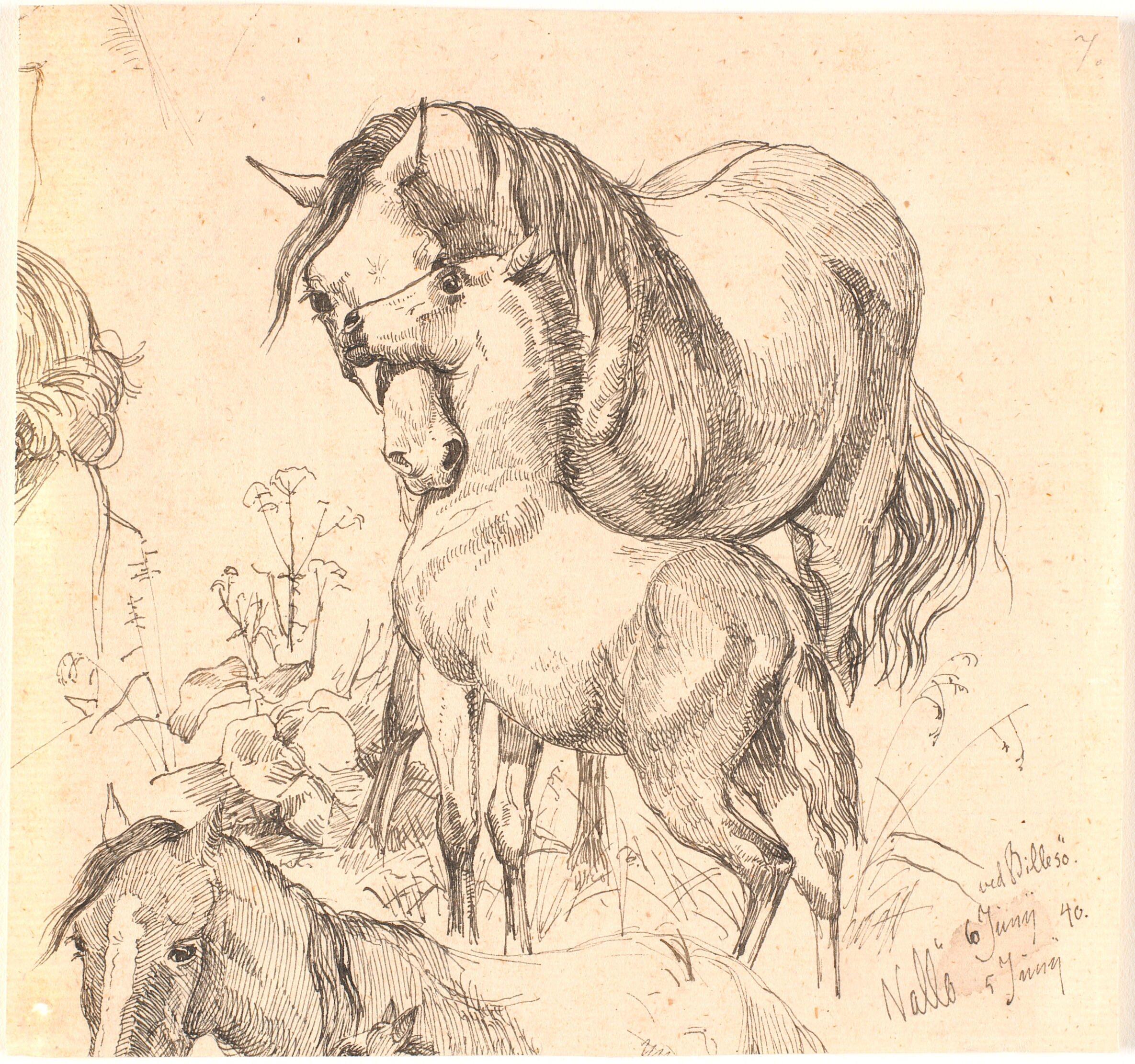 Hoppen og føllet, f.n. hestestudie (ryg og hovede) og øren af et føl