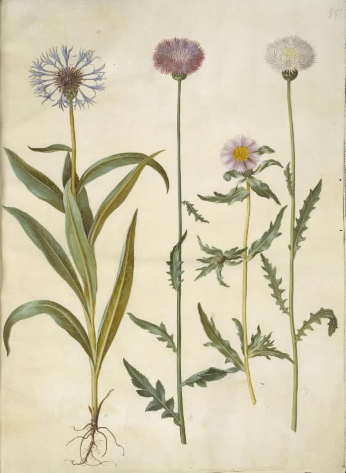 Centaurea montana (bjerg-knopurt); Amberboa moschata (duft-sultan)