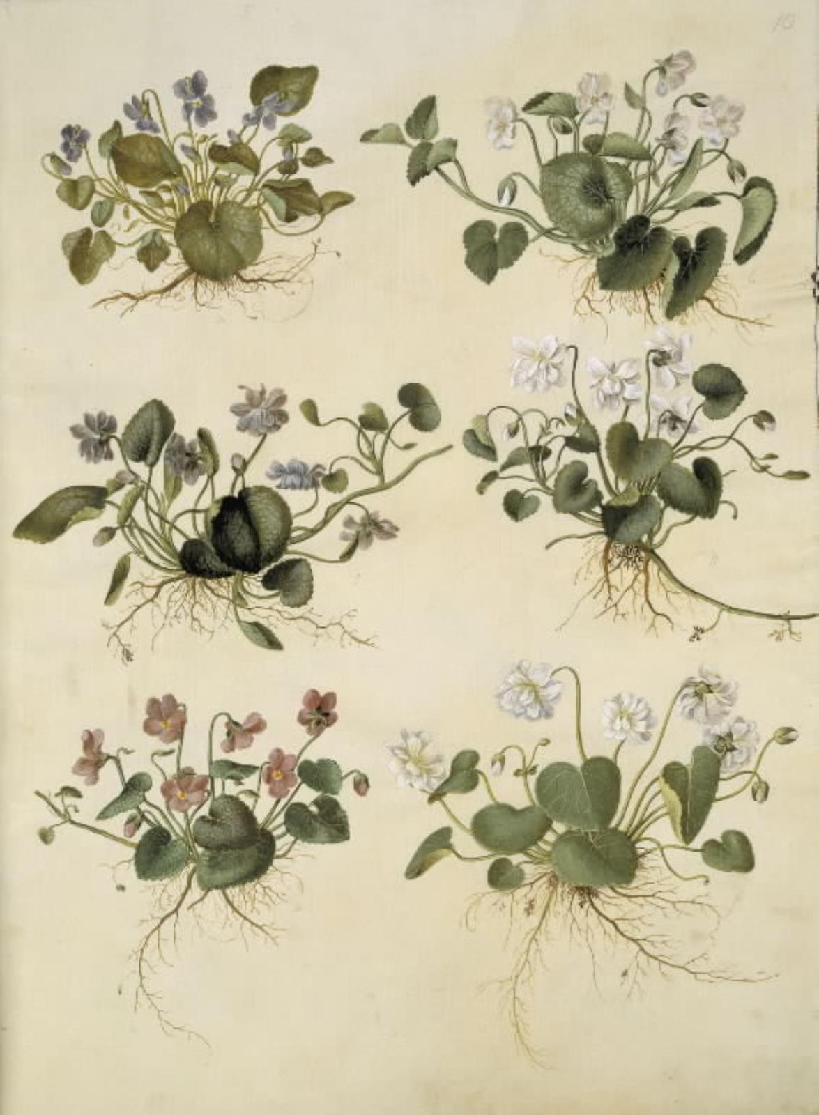 Viola odorata (marts-viol)