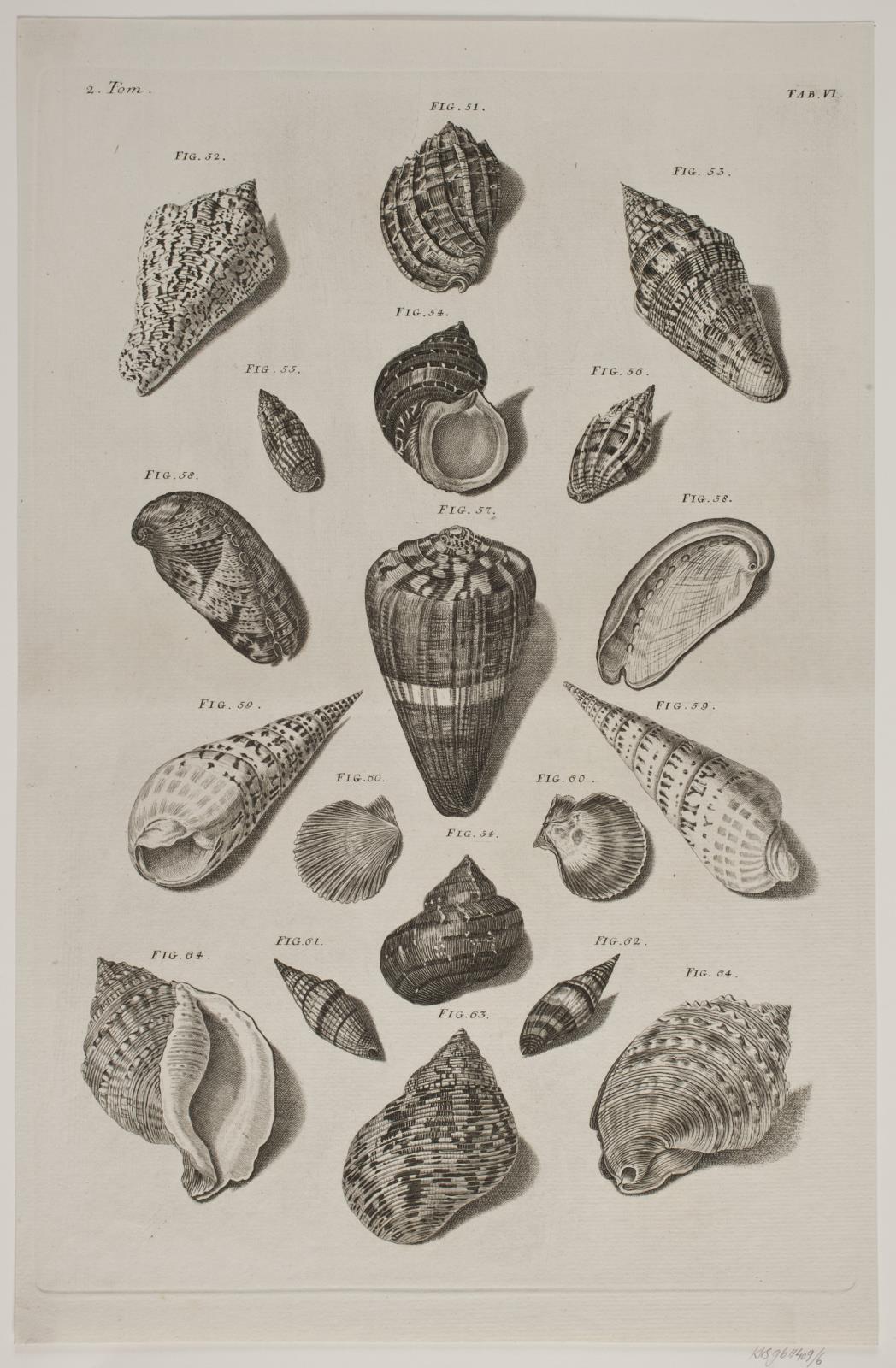 Konkylier. Planche 6