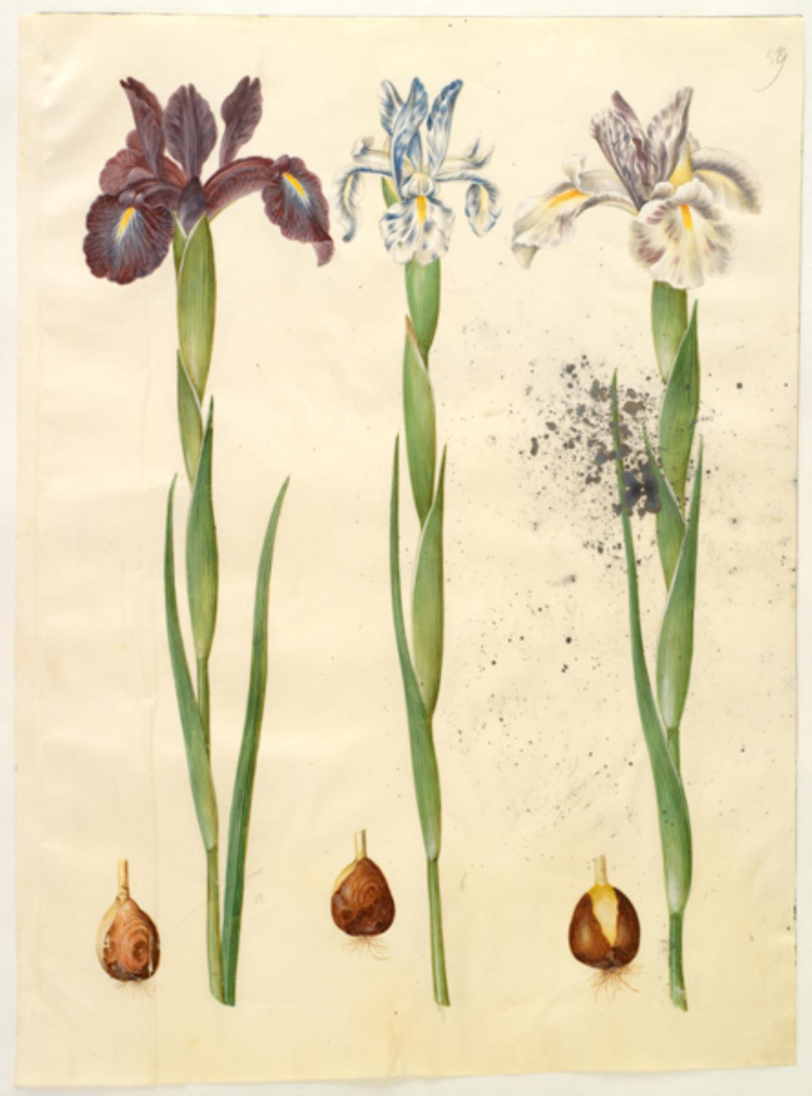 Iris latifolia (engelsk iris)
