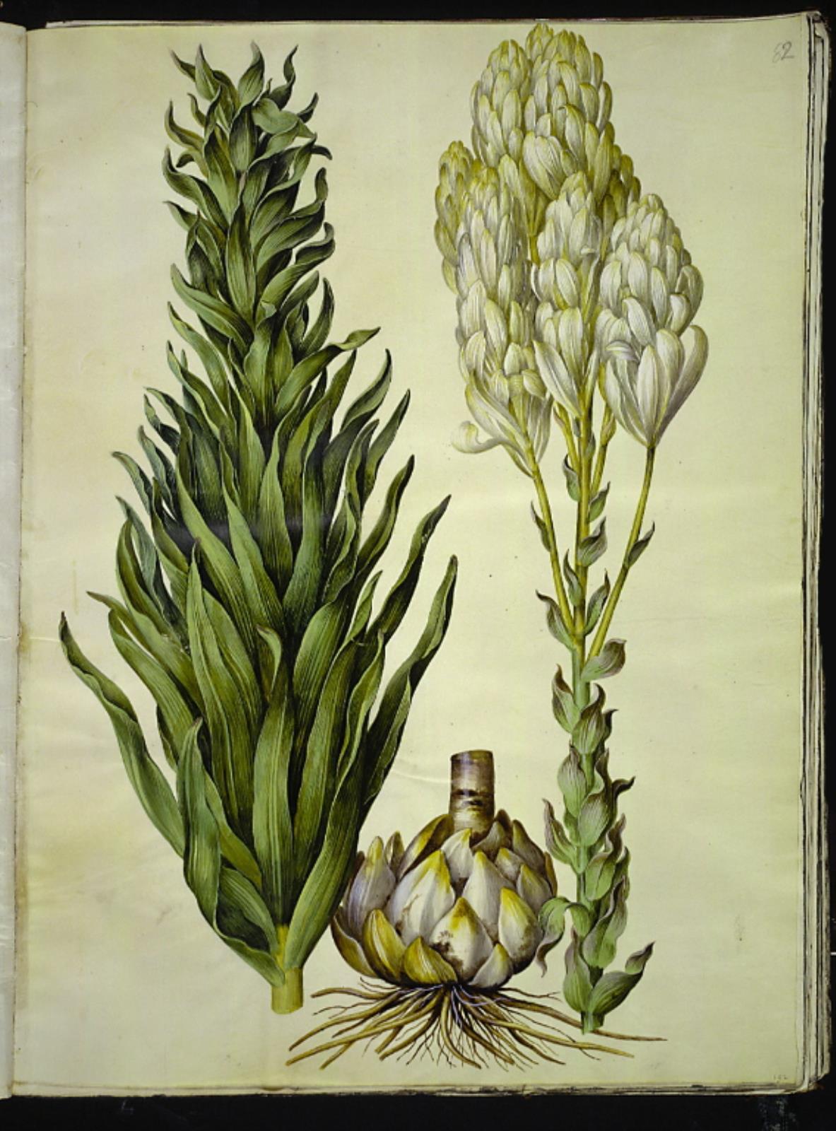 Lilium candidum (madonna-lilje)