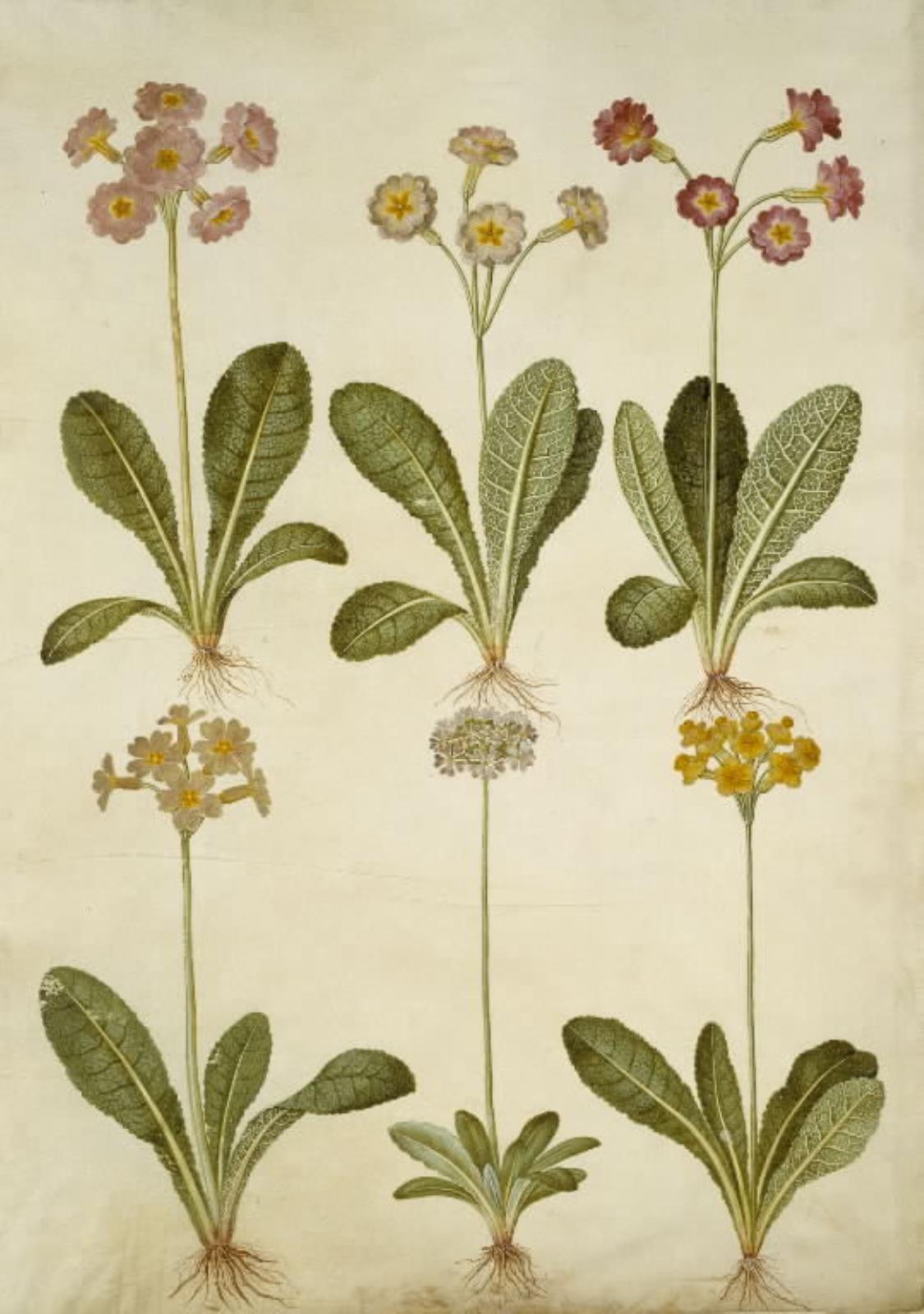 Primula veris (hybrid af hulkravet kodriver); Primula farinosa (melet kodriver)