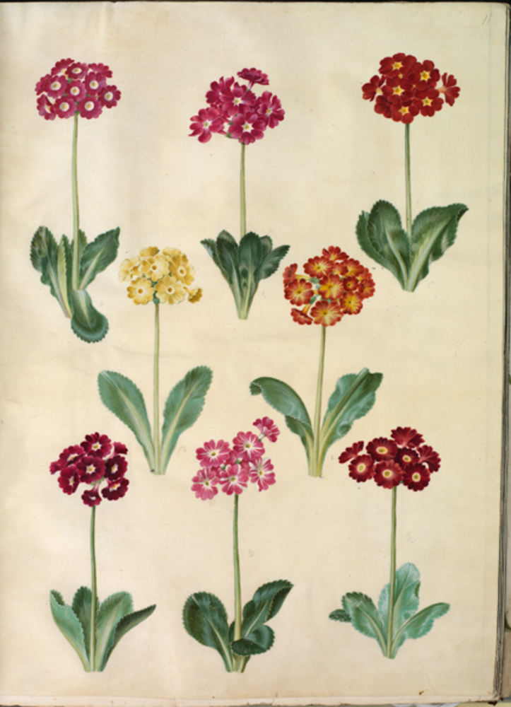 Primula ×pubescens (have-aurikel)