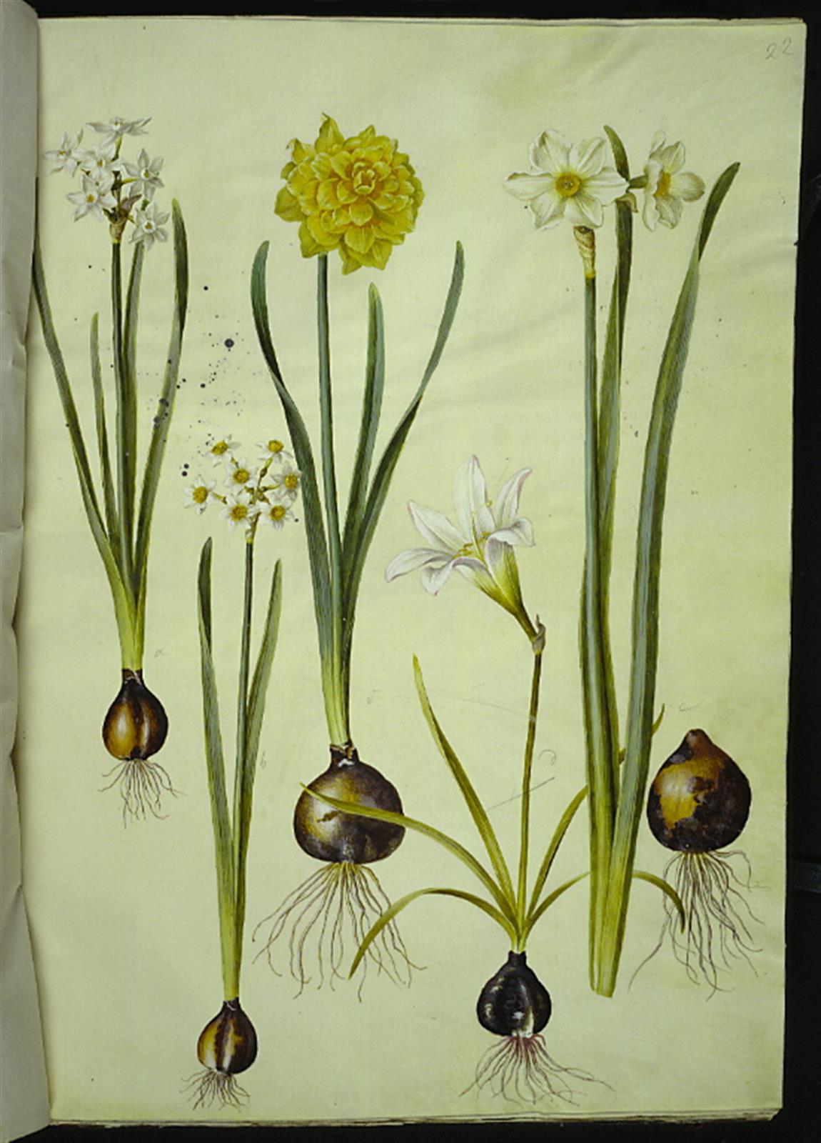 Narcissus tazetta (tazet); Narcissus pseudonarcissus (påskelilje); Zephyranthes atamasca (zefyrblomst); Narcissus ? ×incomparabilis (have-narcis)