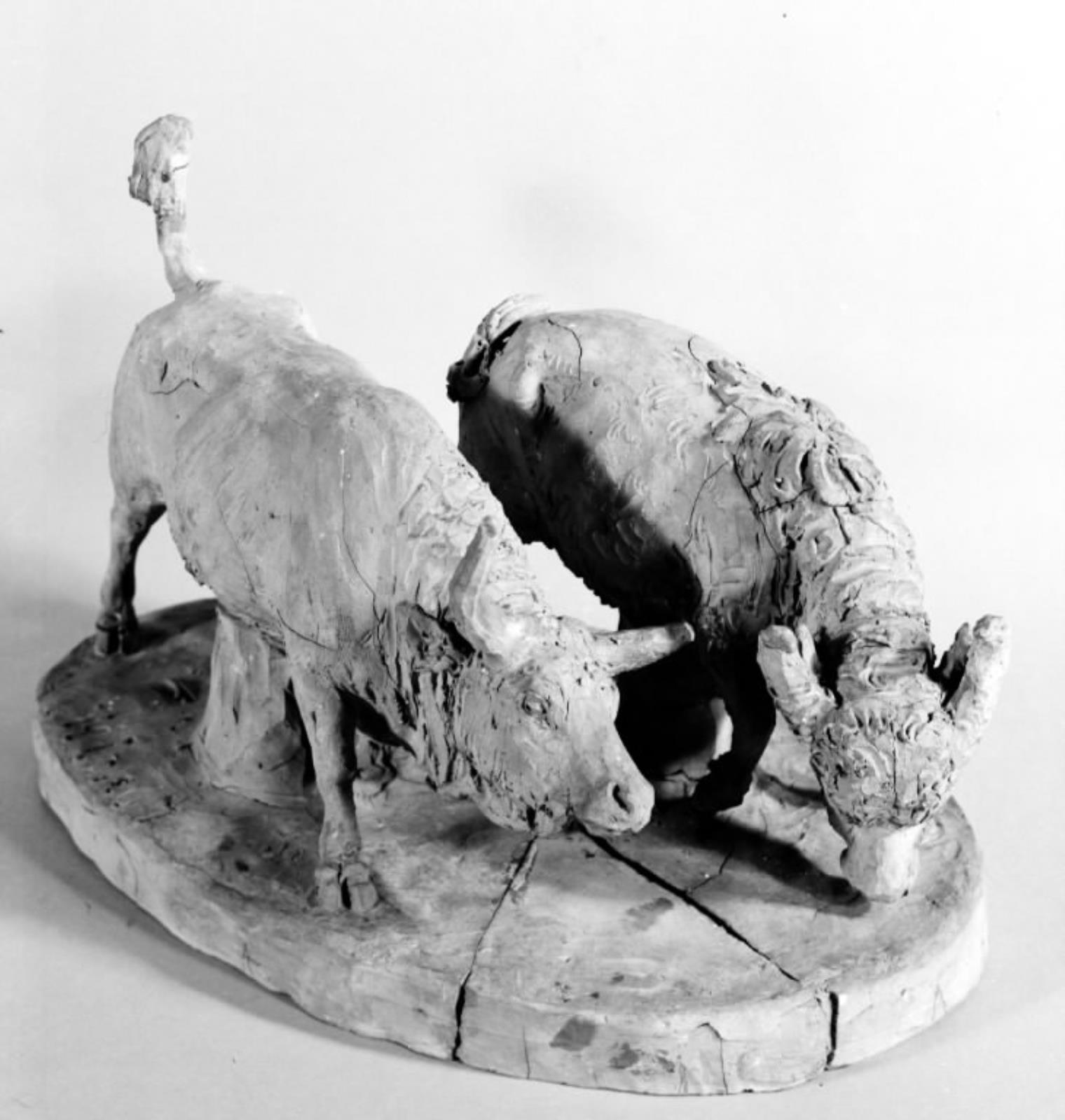 Tyr og bøffel i kamp