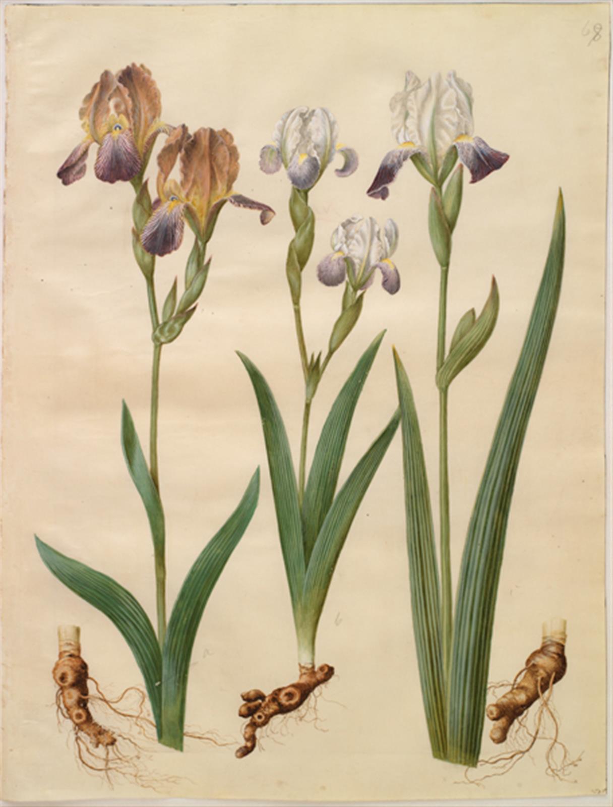 Iris ×sambucina (hylde-iris); Iris ×amoena (iris-hybrid)