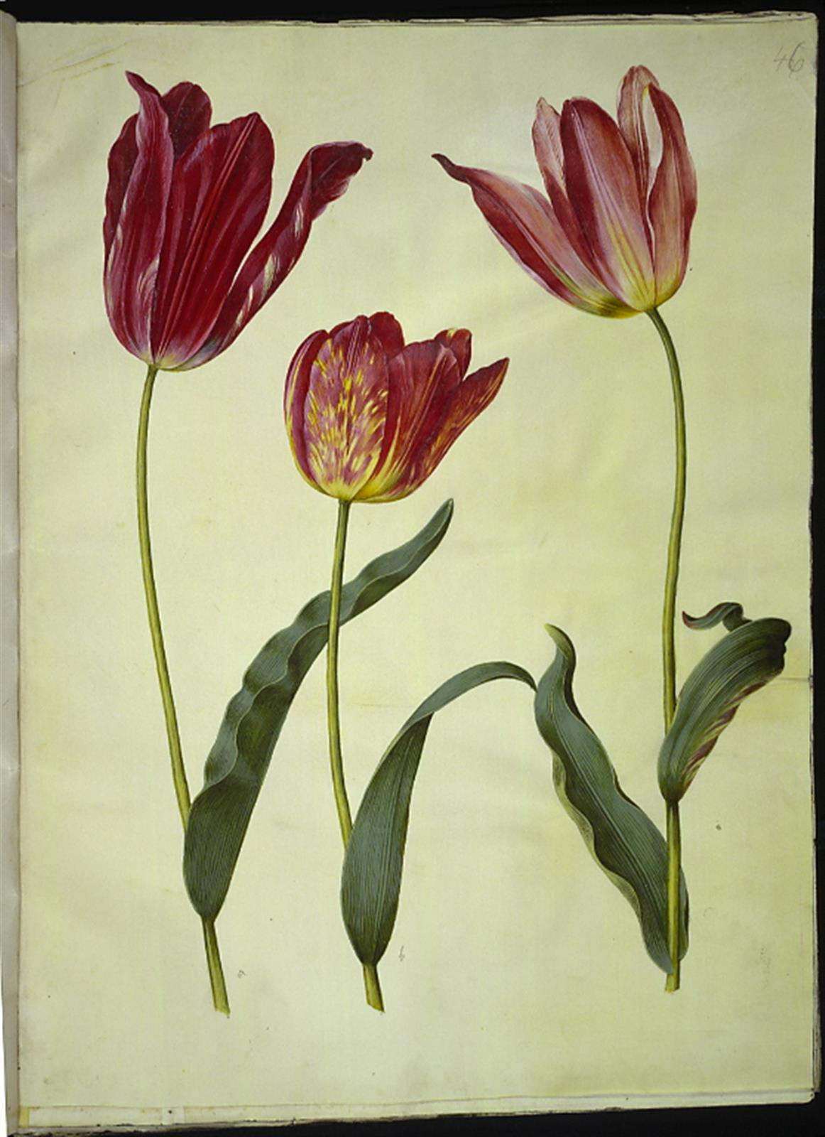 Tulipa gesneriana (have-tulipan)