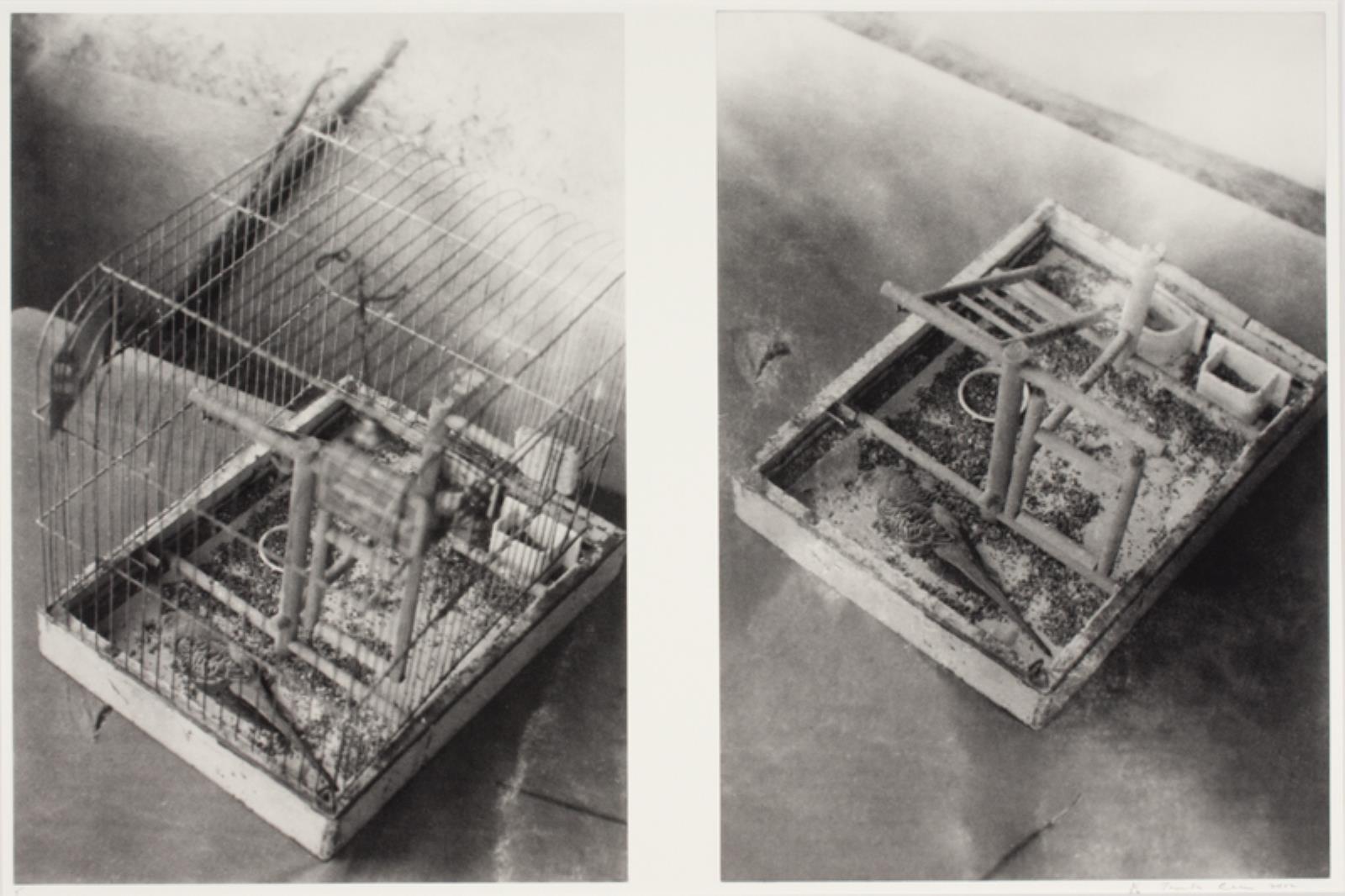 Dead Budgie Project, Tacita Dean, 2002