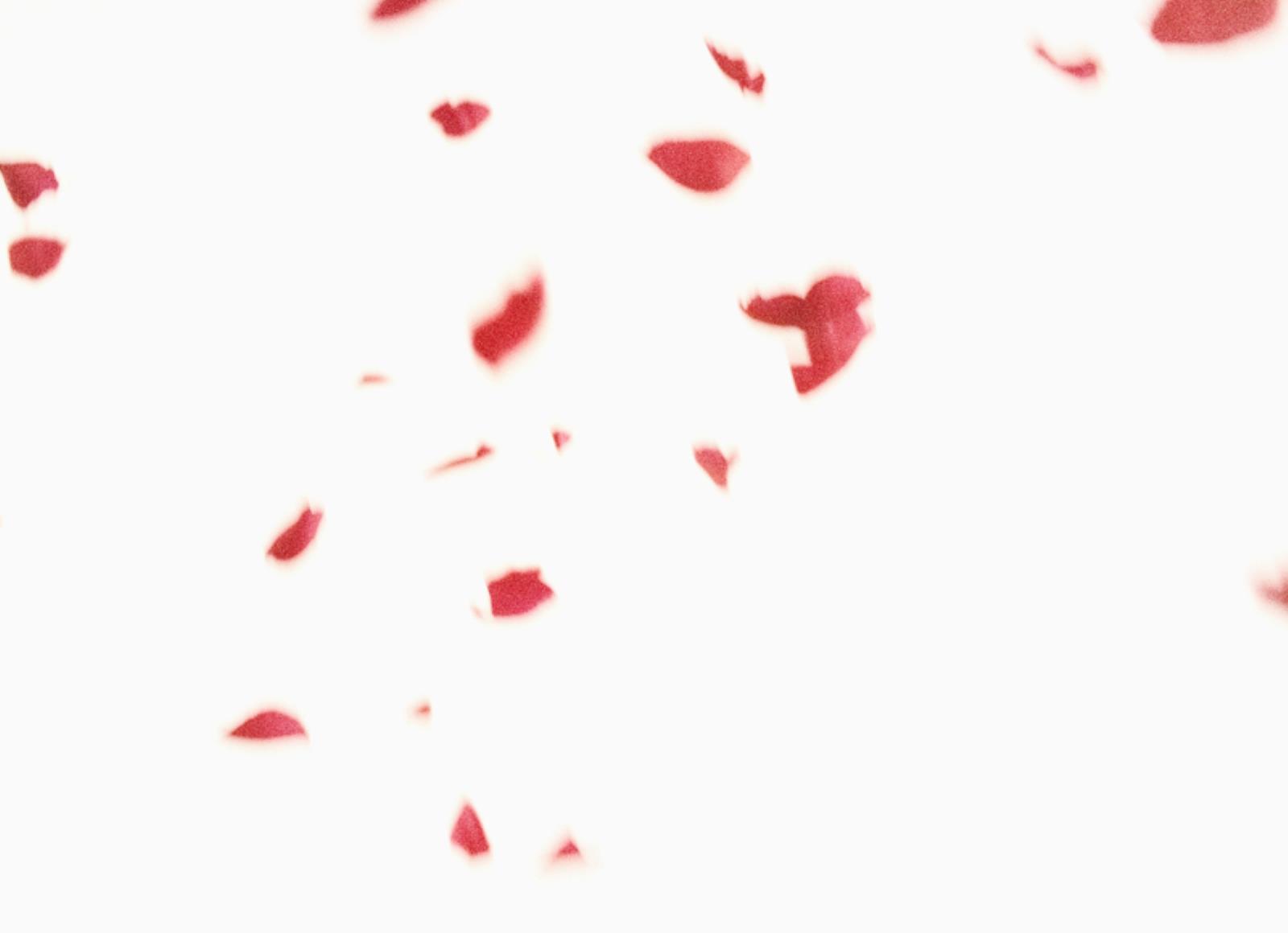 Flies of Memory, Ann Lislegaard, 1995