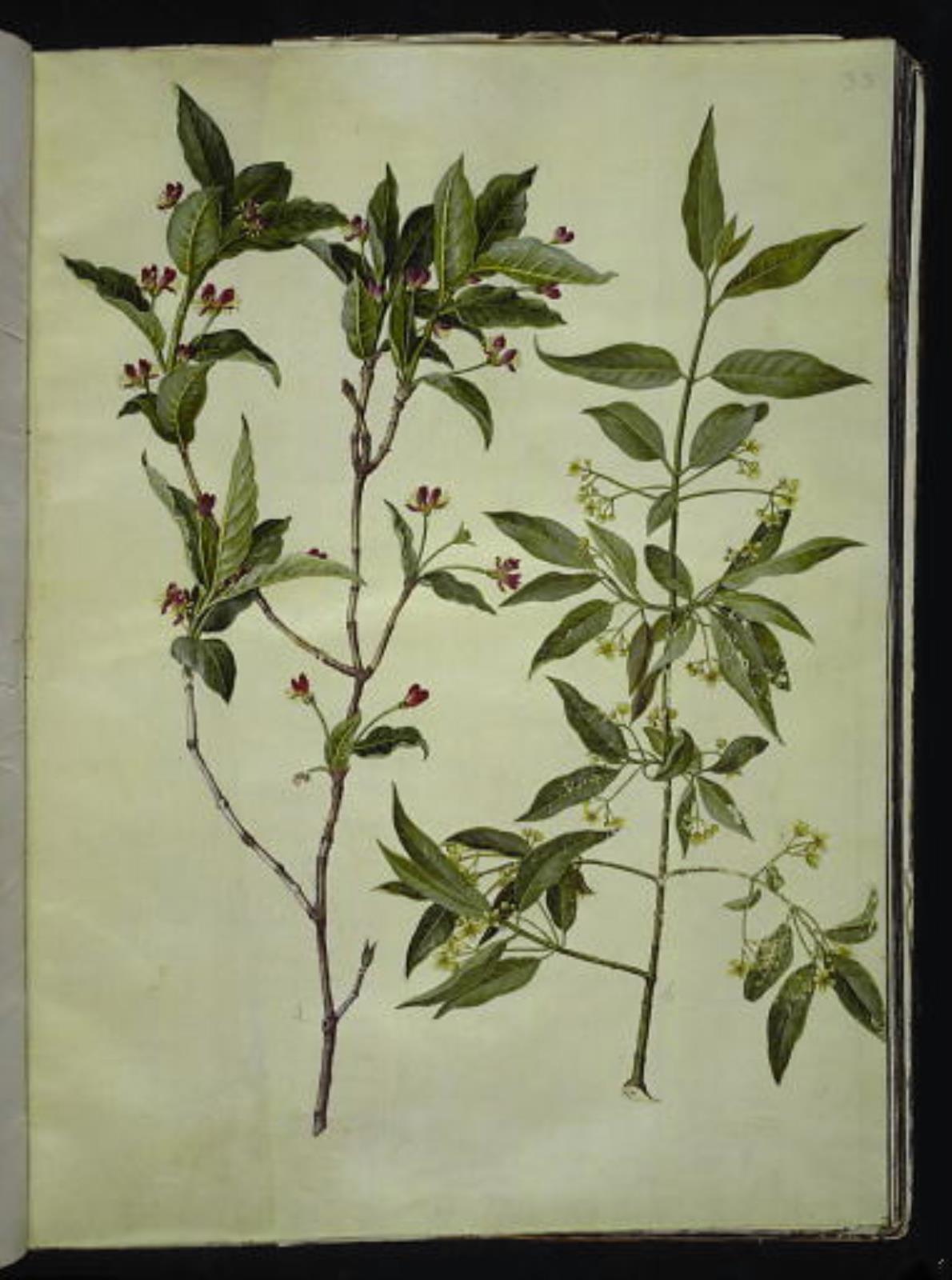 Lonicera alpigena (alpe-gedeblad); Euonymus europaeus (almindelig benved)