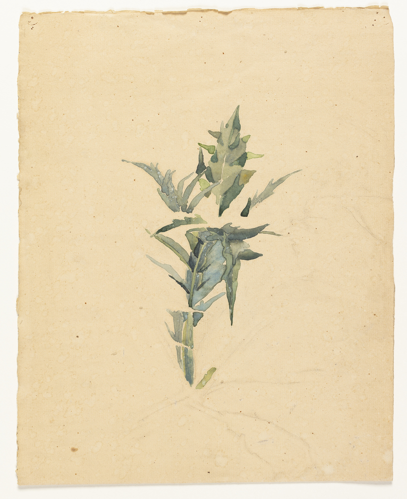 Blomster, Ubekendt, 1900-1950