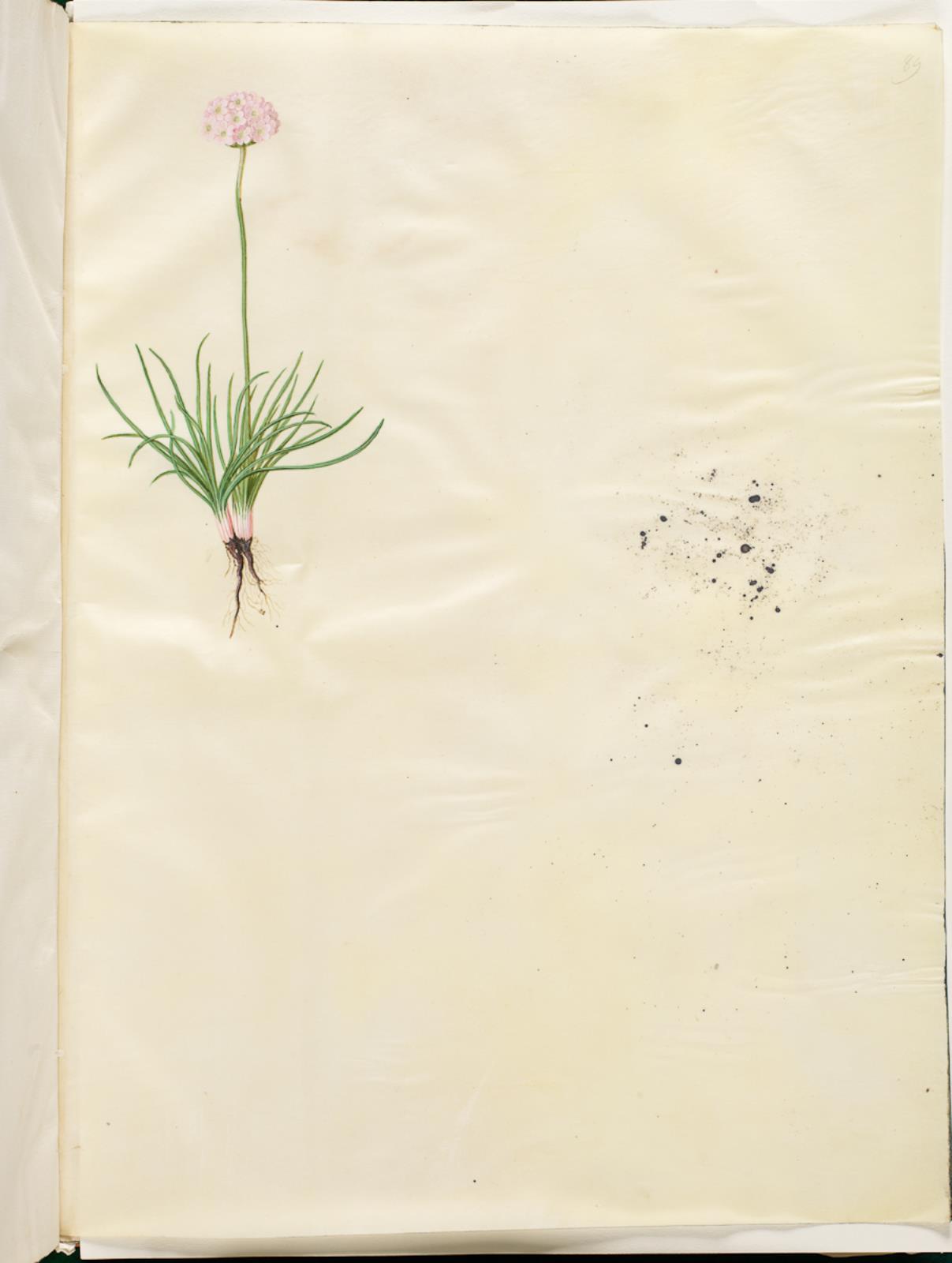 Armeria maritima (almindelig engelskgræs)