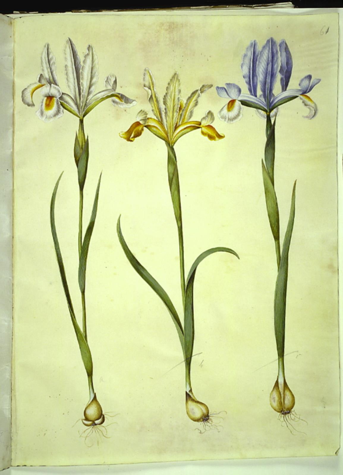 Iris xiphium (spansk iris) eller Iris latifolia (engelsk iris); Iris xiphium (spansk iris)