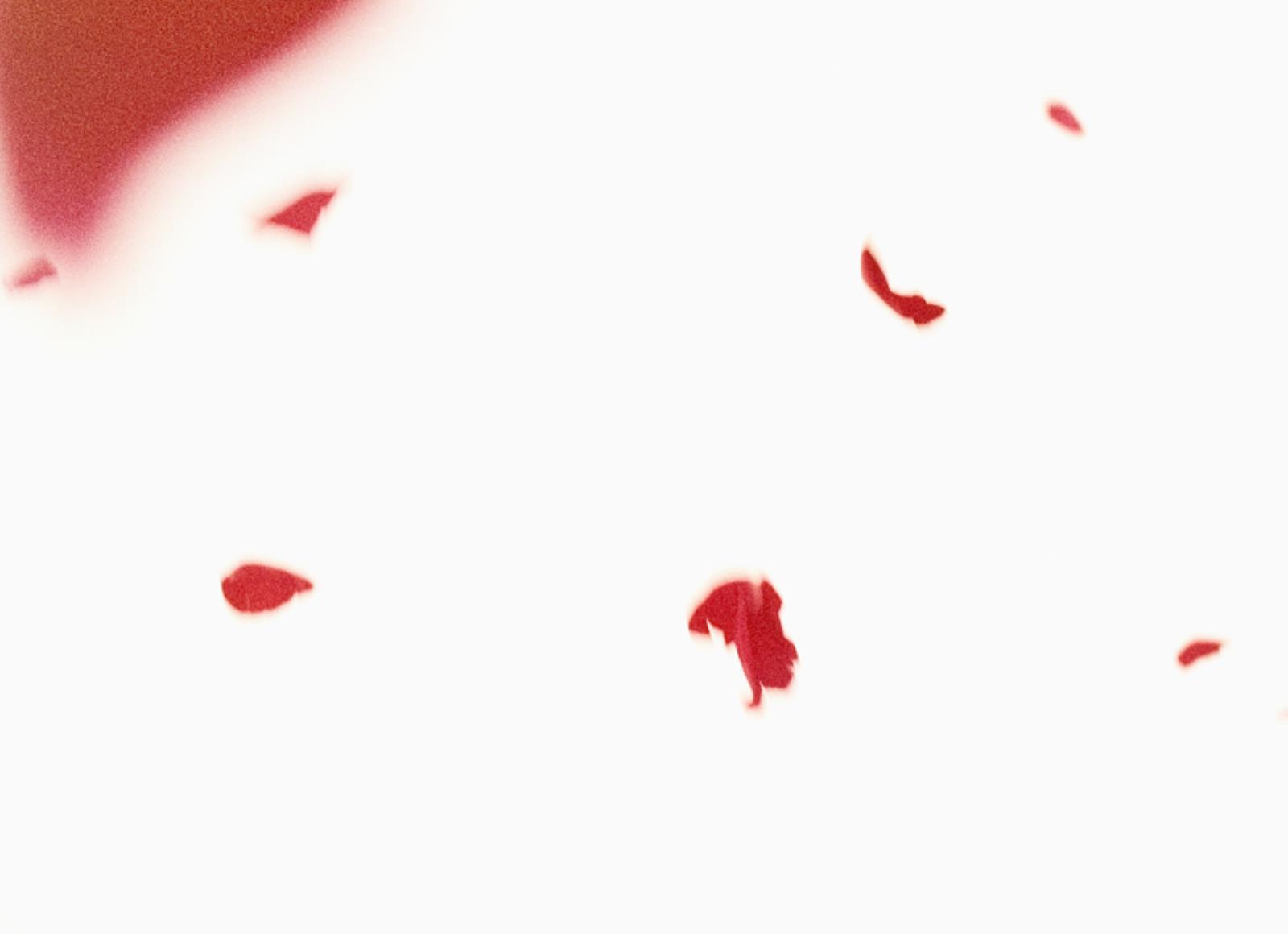 Flies of Memory, Ann Lislegaard, 1995