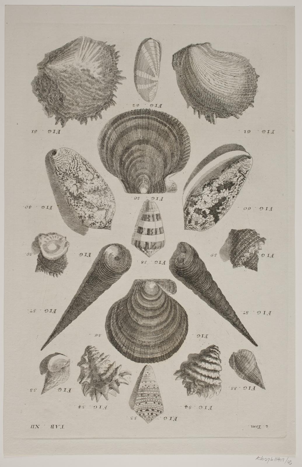 Konkylier. Planche 12