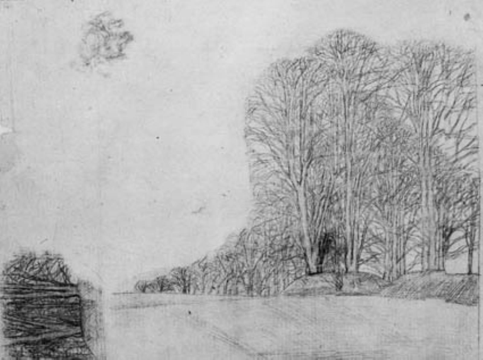 Høje, unge træer i gruppe