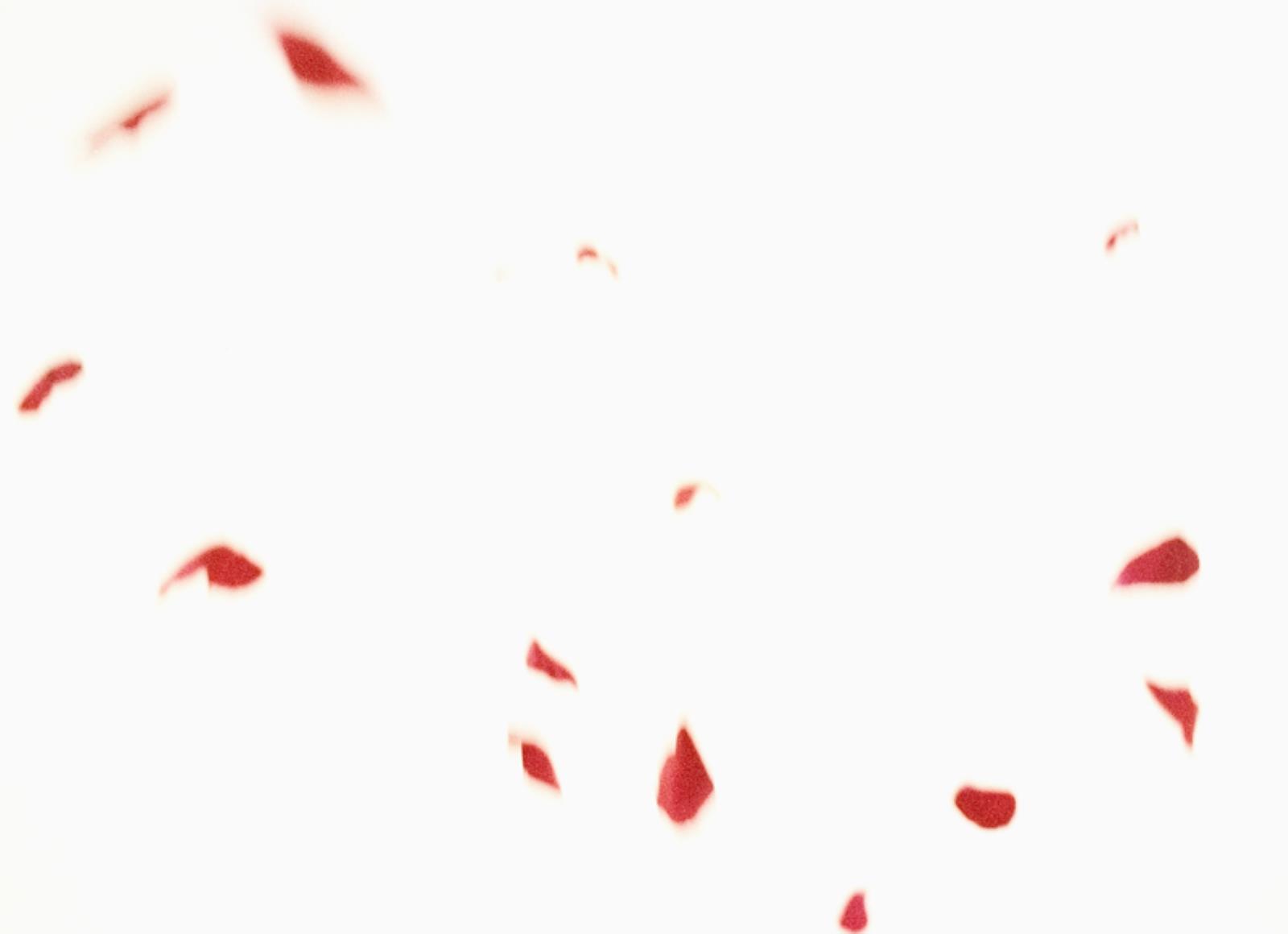 Flies of Memory, Ann Lislegaard, 1995
