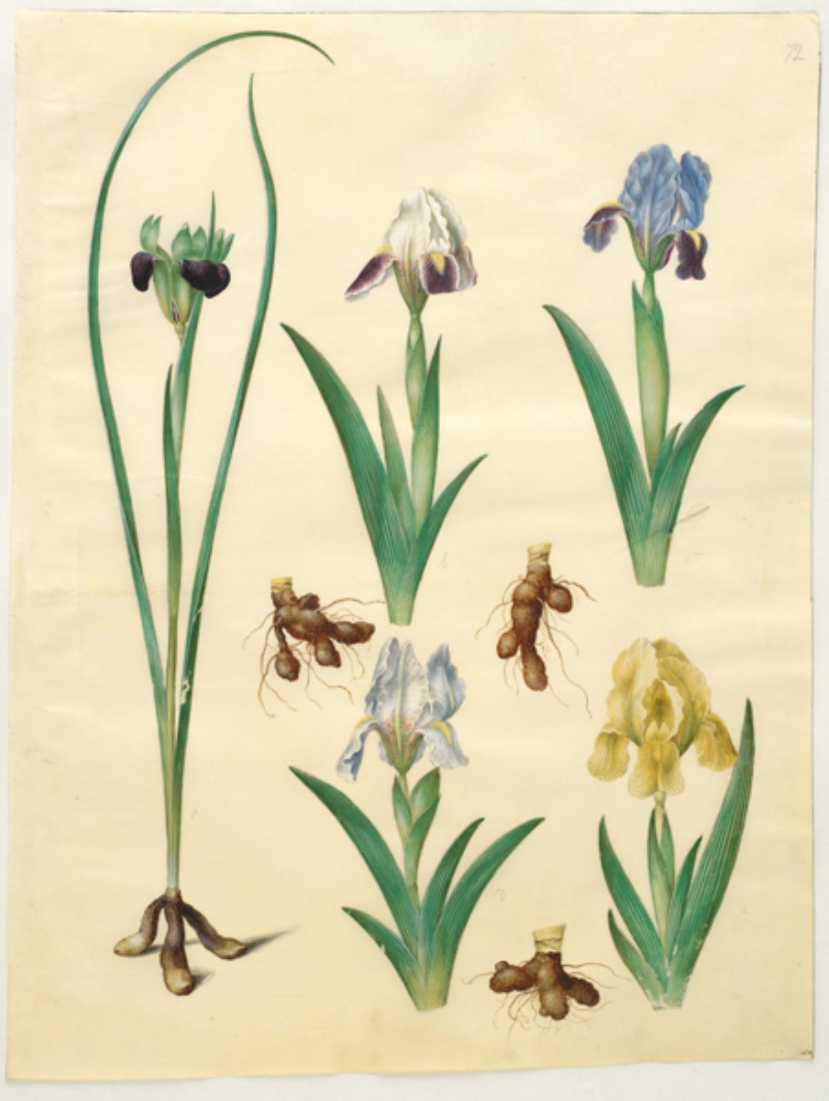 Hermodactylus tuberosus (hermesfinger); Iris pumila (lav iris) eller Iris lutescens (dværg-iris)