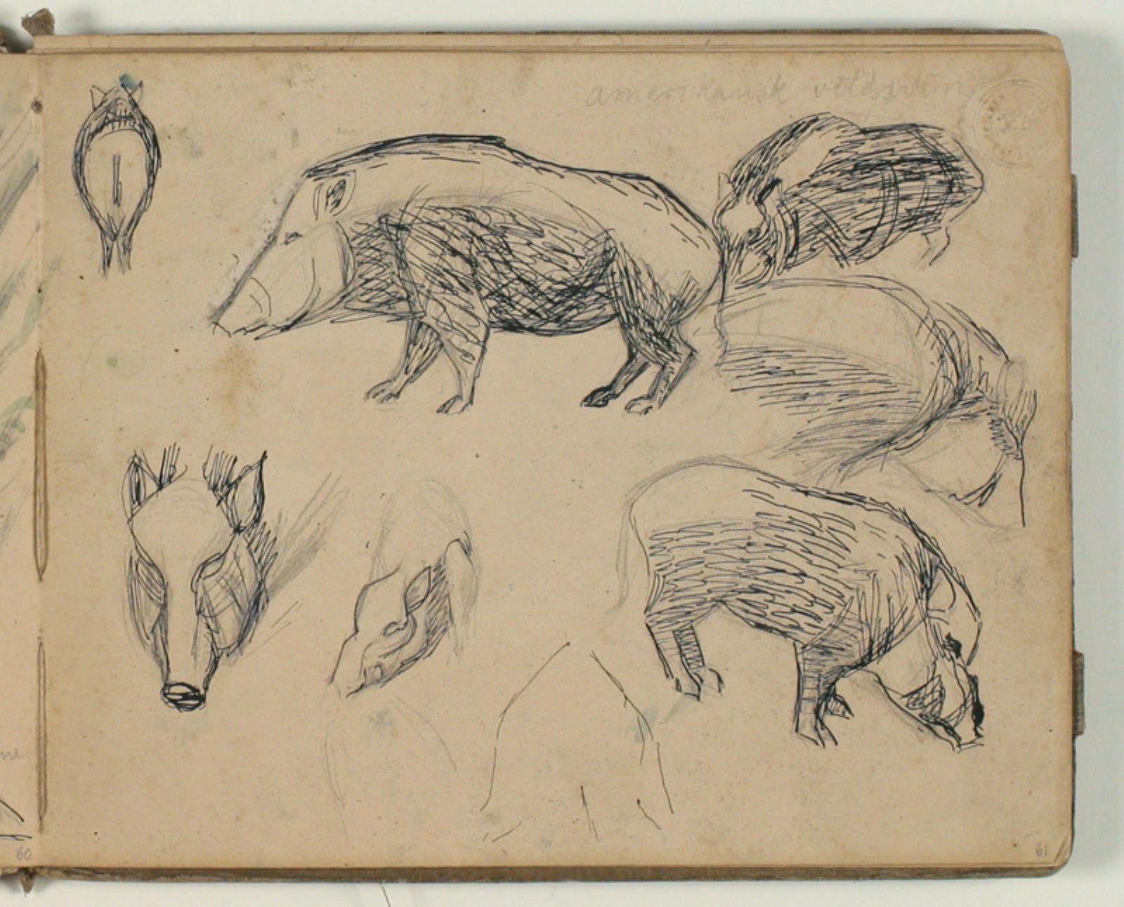 Skitser af vildsvin. Notat