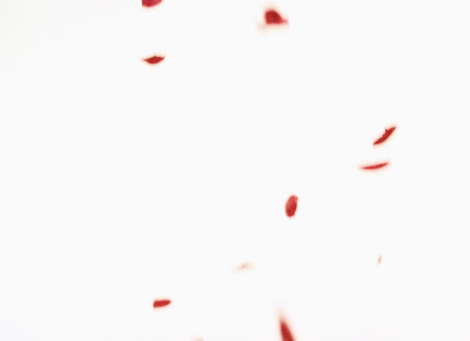 Flies of Memory, Ann Lislegaard, 1995