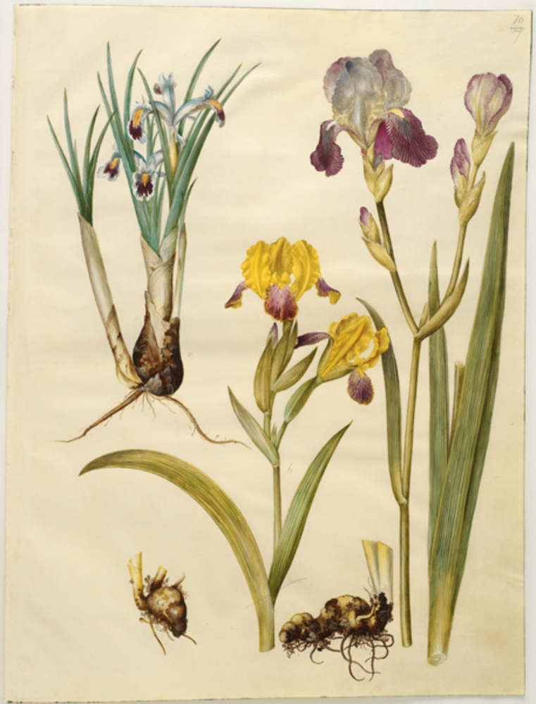 Titel: Iris persica (persisk iris); Iris variegata (broget iris); Iris ×sambucina (hylde-iris)