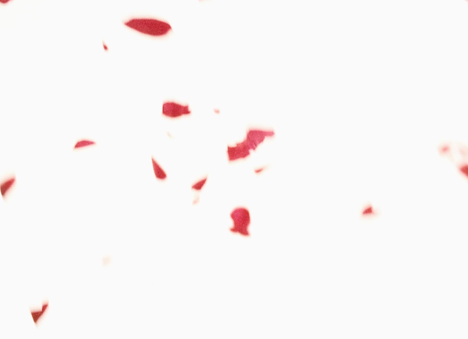 Flies of Memory, Ann Lislegaard, 1995