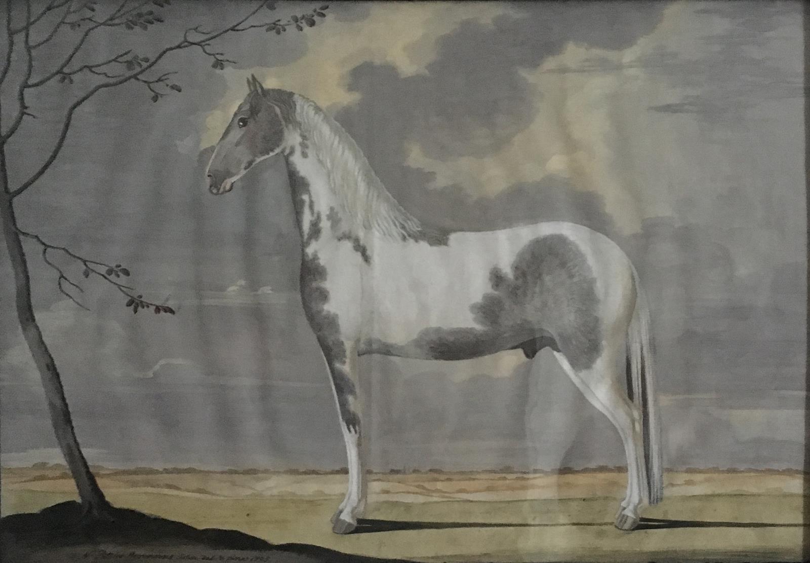 Portræt af en hvid- og gråblakket hingst