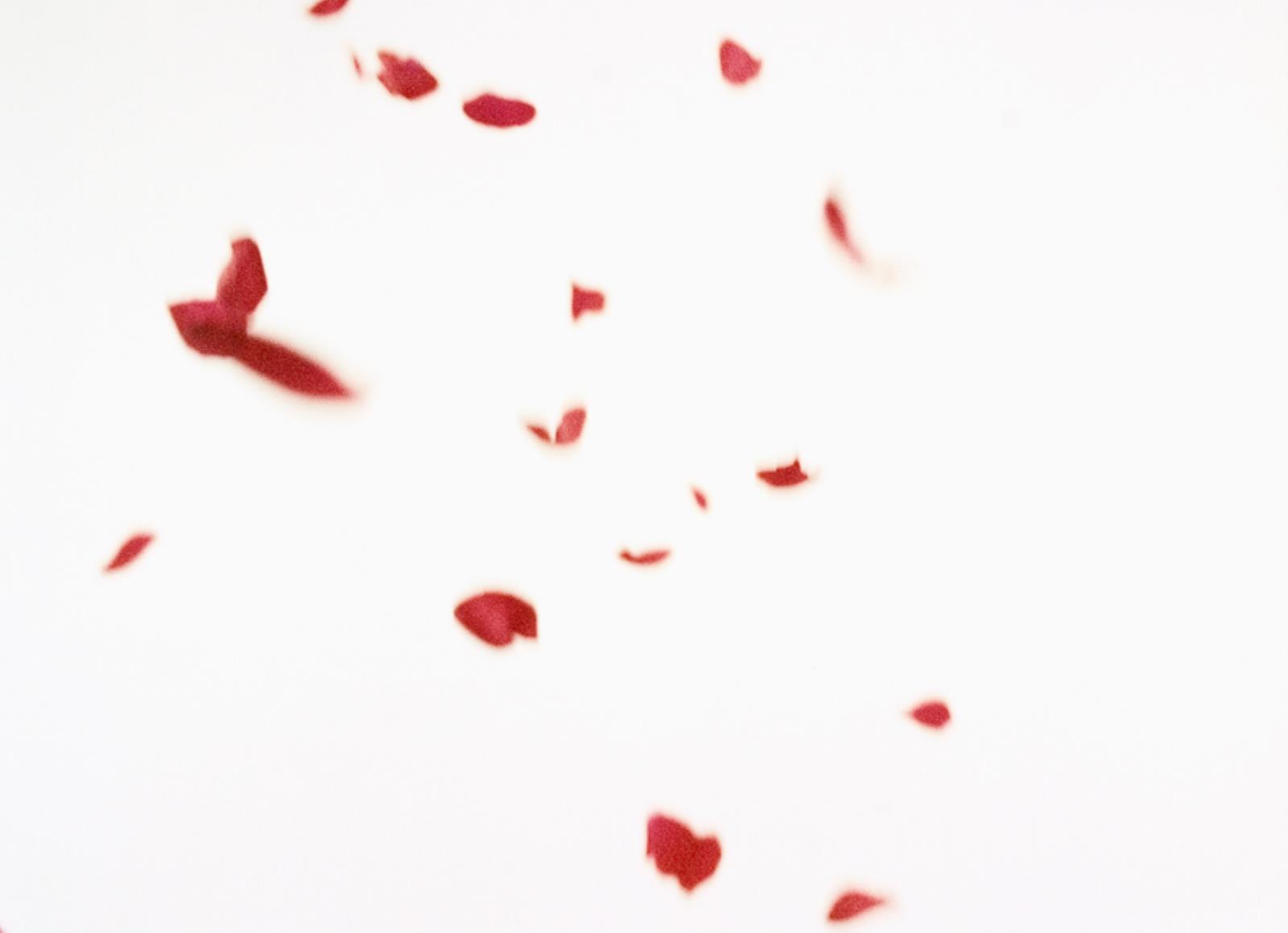 Flies of Memory, Ann Lislegaard, 1995