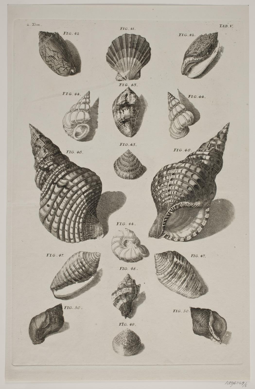 Konkylier. Planche 5