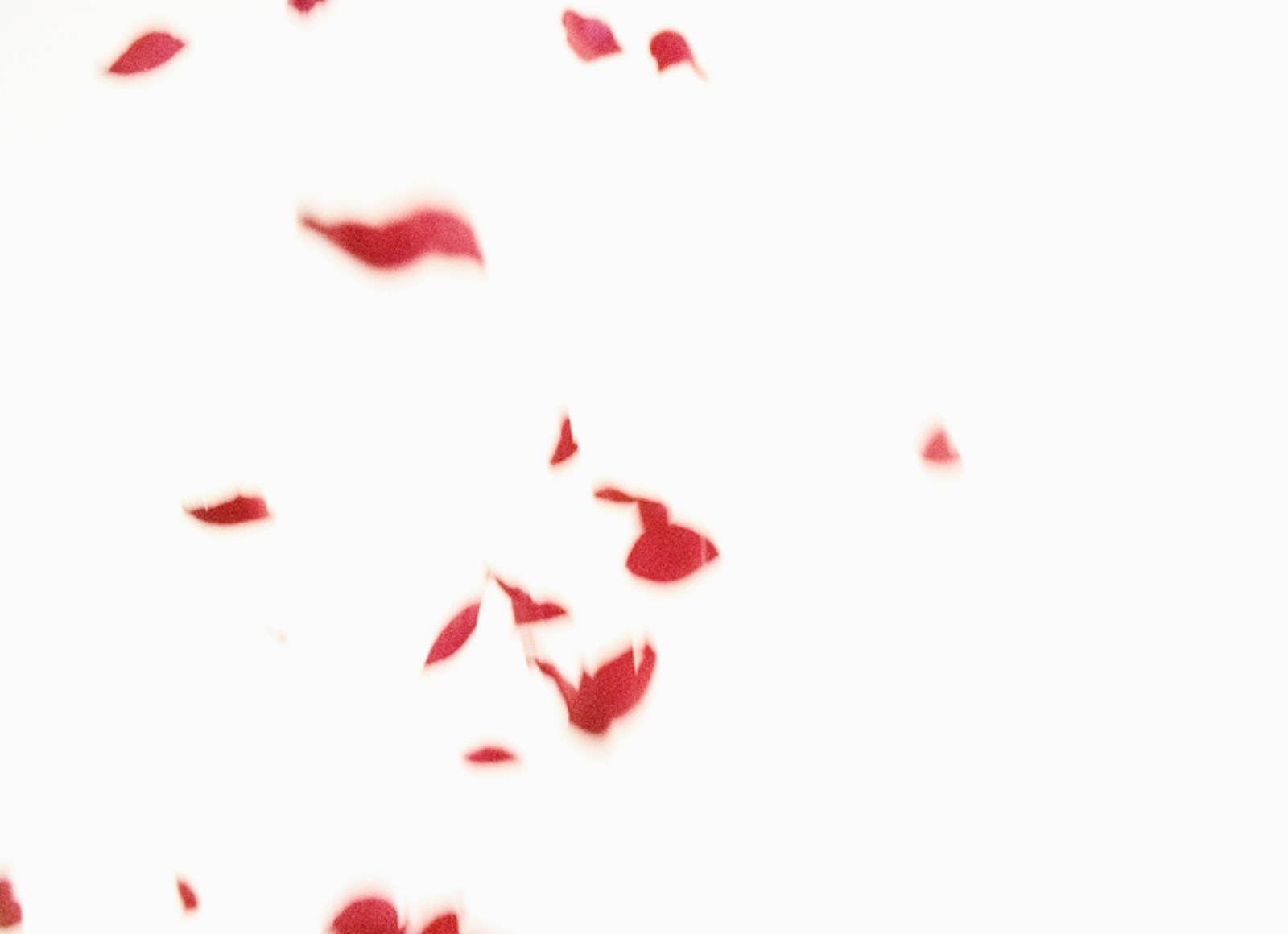 Flies of Memory, Ann Lislegaard, 1995