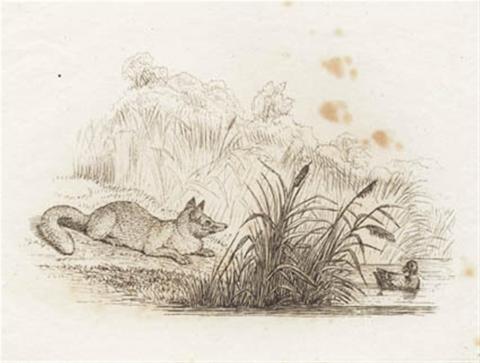 Illustration til "Halvhundrede Fabler for Børn" af Hey