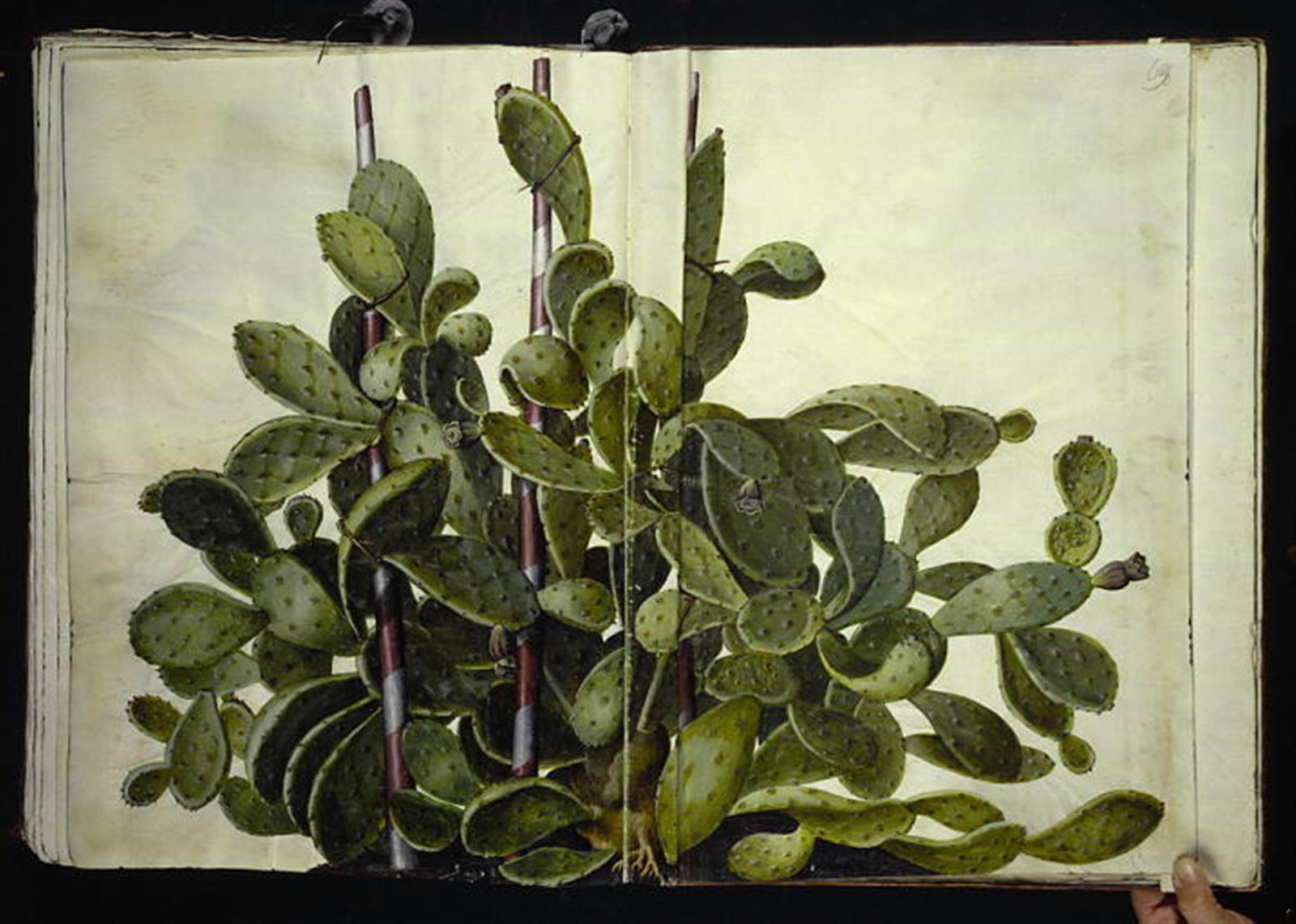 Opuntia ficus-indica, Opuntia humifusa eller Opuntia monacantha (art af figenkaktus)