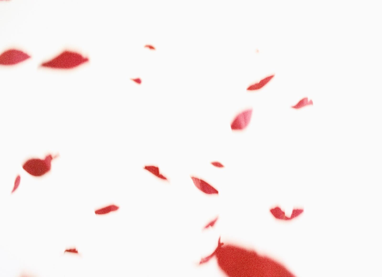 Flies of Memory, Ann Lislegaard, 1995