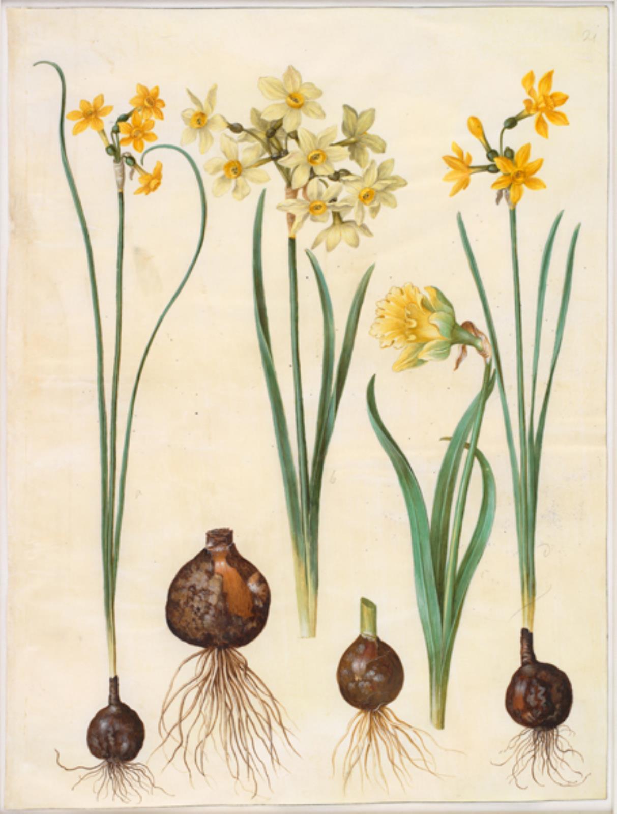 Narcissus jonquilla (siv-narcis); Narcissus tazetta aureus (guld-tazet); Narcissus pseudonarcissus bicolor (tofarvet påskelilje)