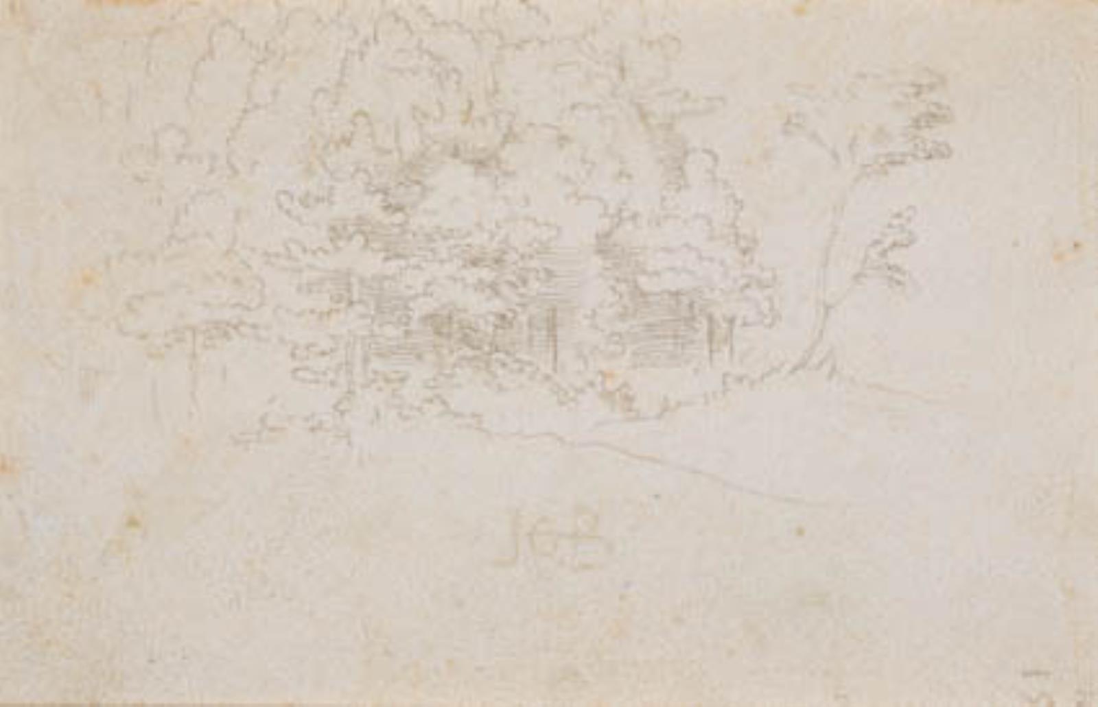 Et skovbryn med løvtræer