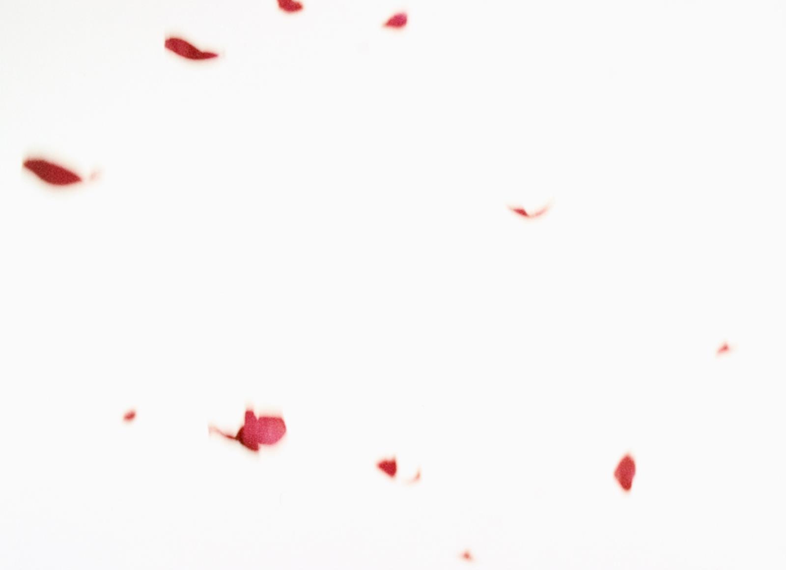 Flies of Memory, Ann Lislegaard, 1995