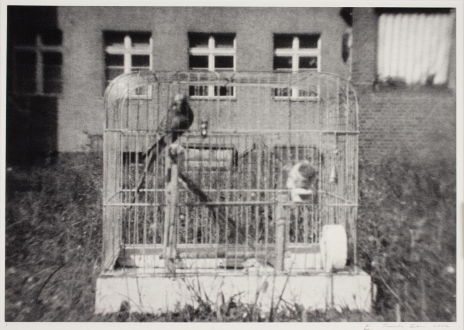 Dead Budgie Project, Tacita Dean, 2002