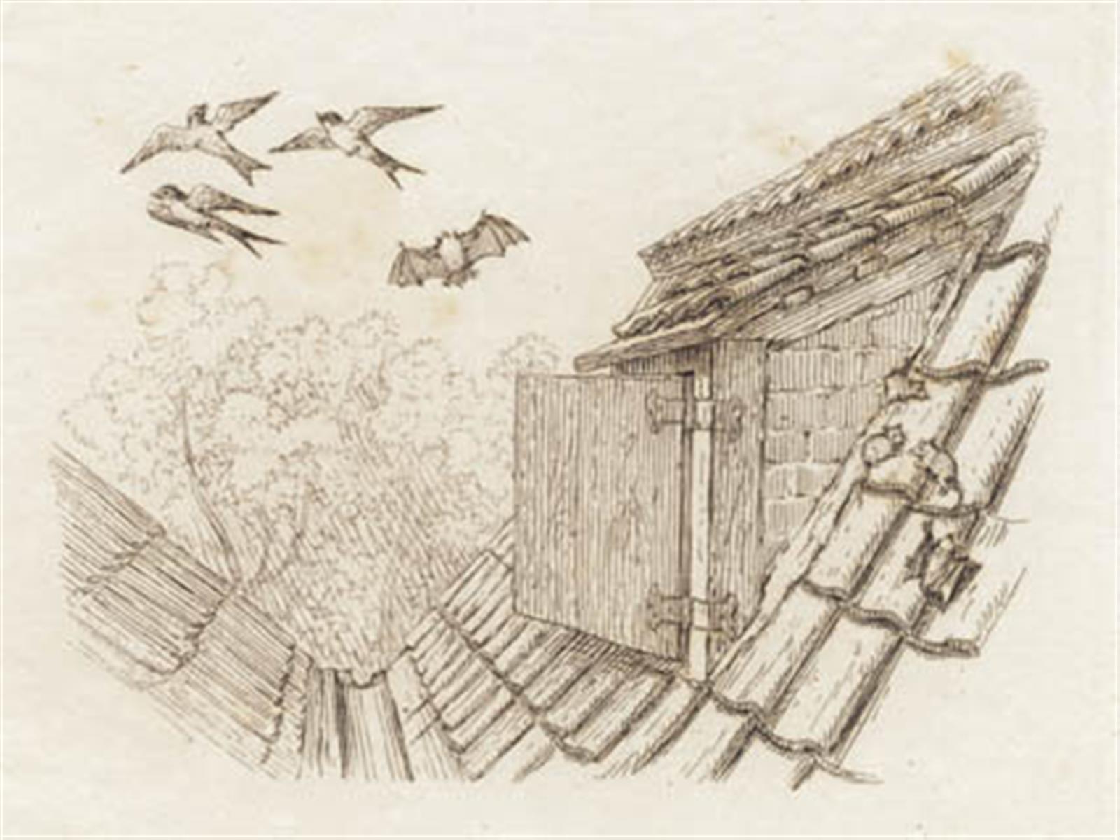 Illustration til "Halvhundrede Fabler for Børn" af Hey