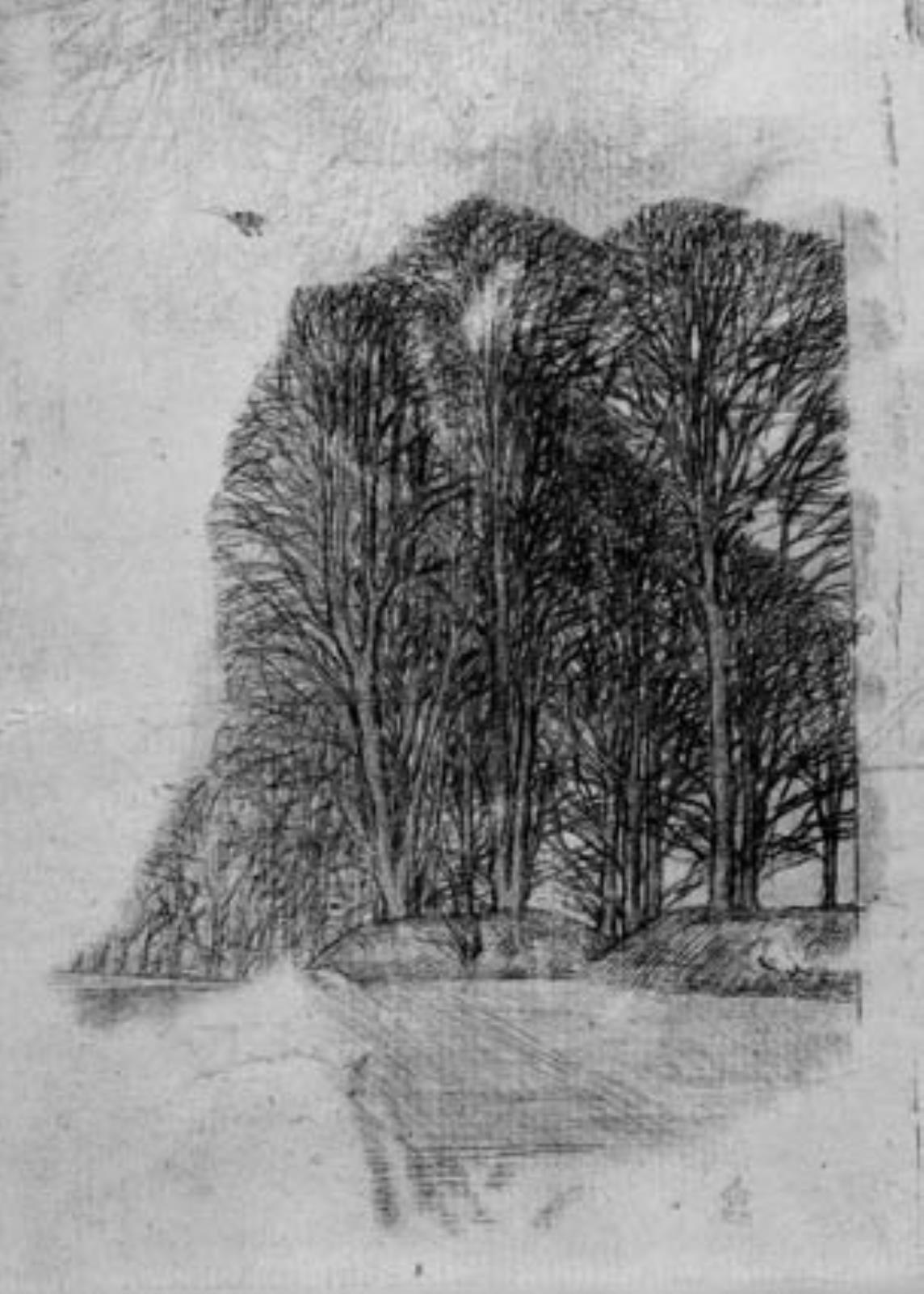 Høje, unge træer i gruppe