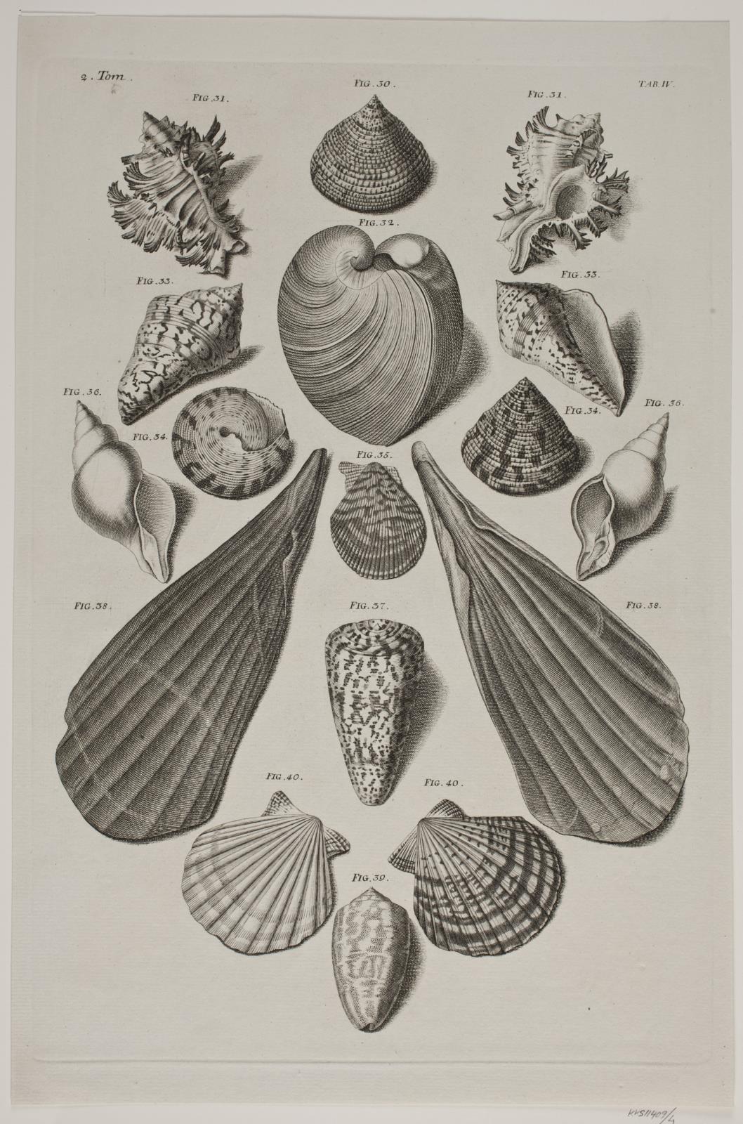 Konkylier. Planche 4