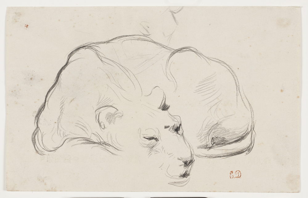 Studie af en sovende løvinde