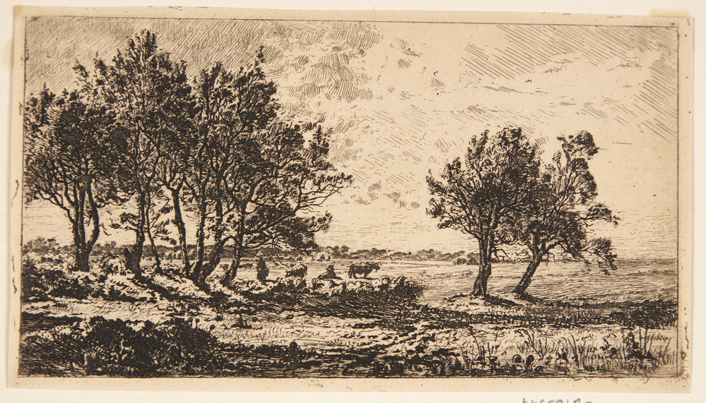 Piletræer på et gærde