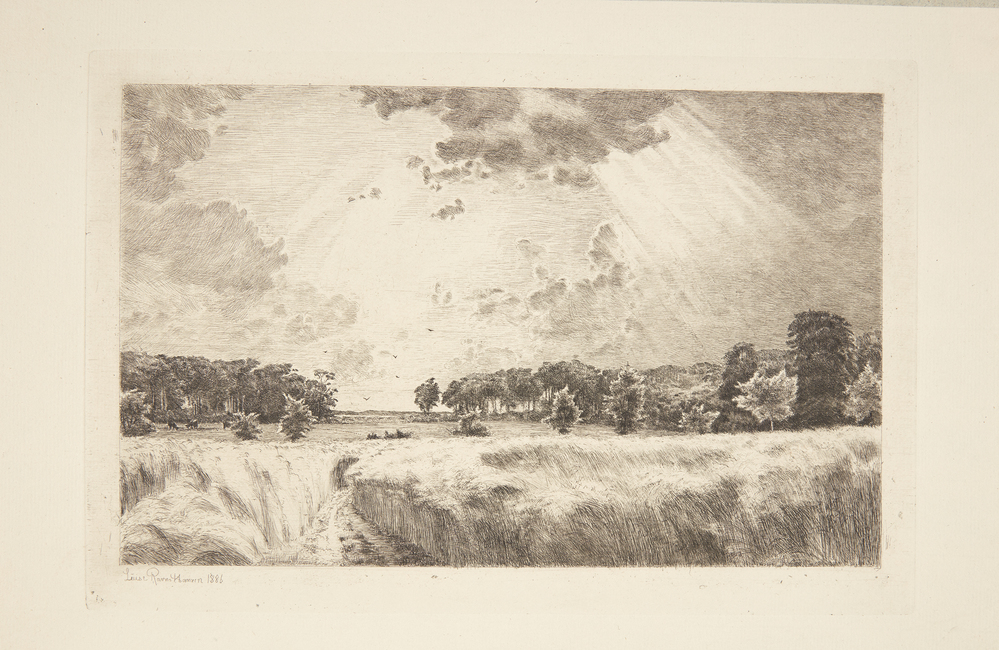 Solglimt over en bølgende kornmark